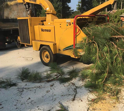 Gonzalez Tree Experts Image